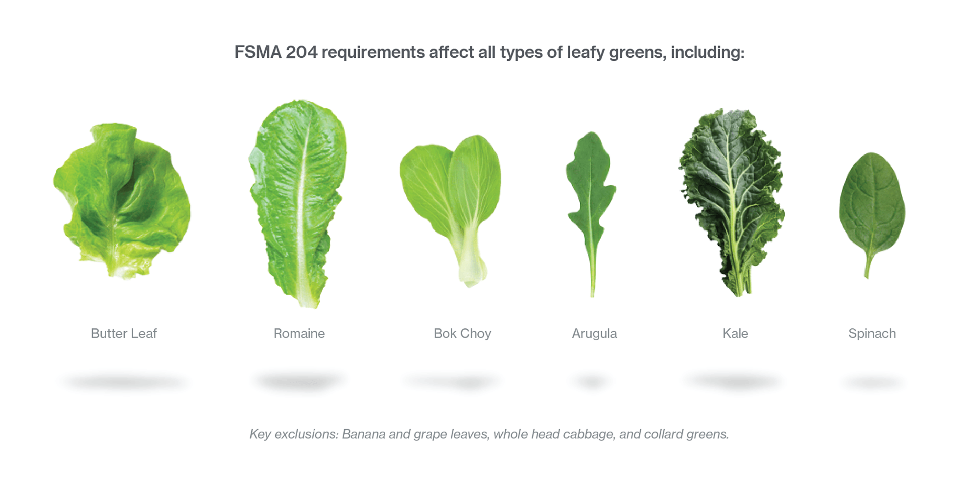 Leafy Infographic