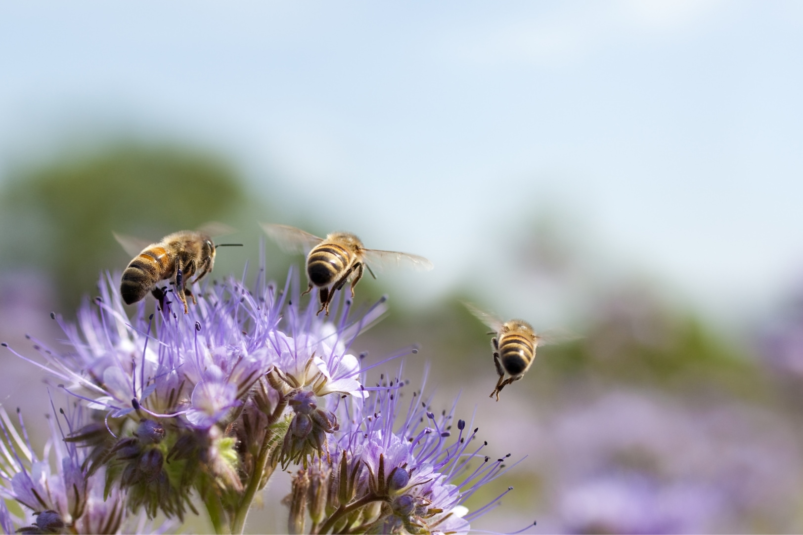 pic-bees-flying-away-from-purple-flowers-1624x1083