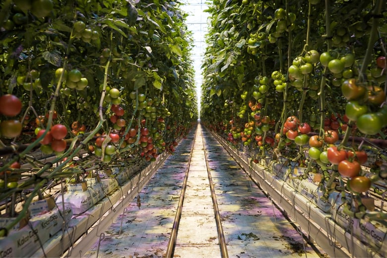 pic-rows-of-tomatos-in-greenhouse-1624x1083