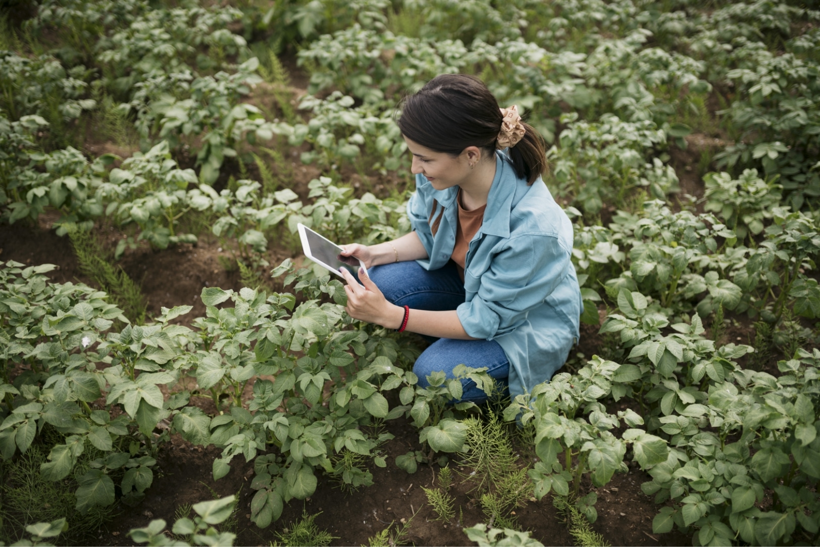 pic-woman-using-tablet-kneeling-on-farm-1624x1083