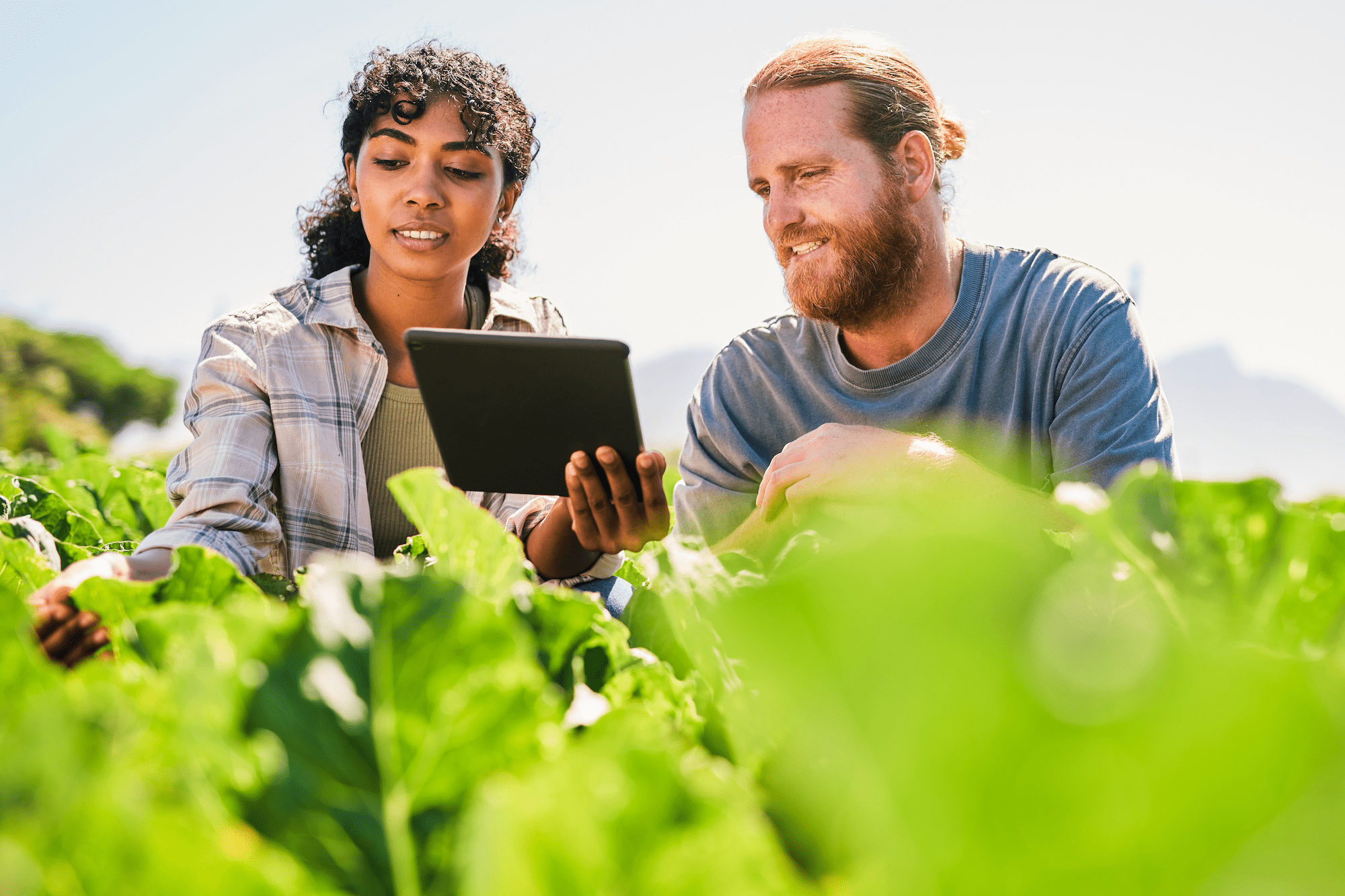 Provision Digital Food Safety Solutions for Growers 1-min