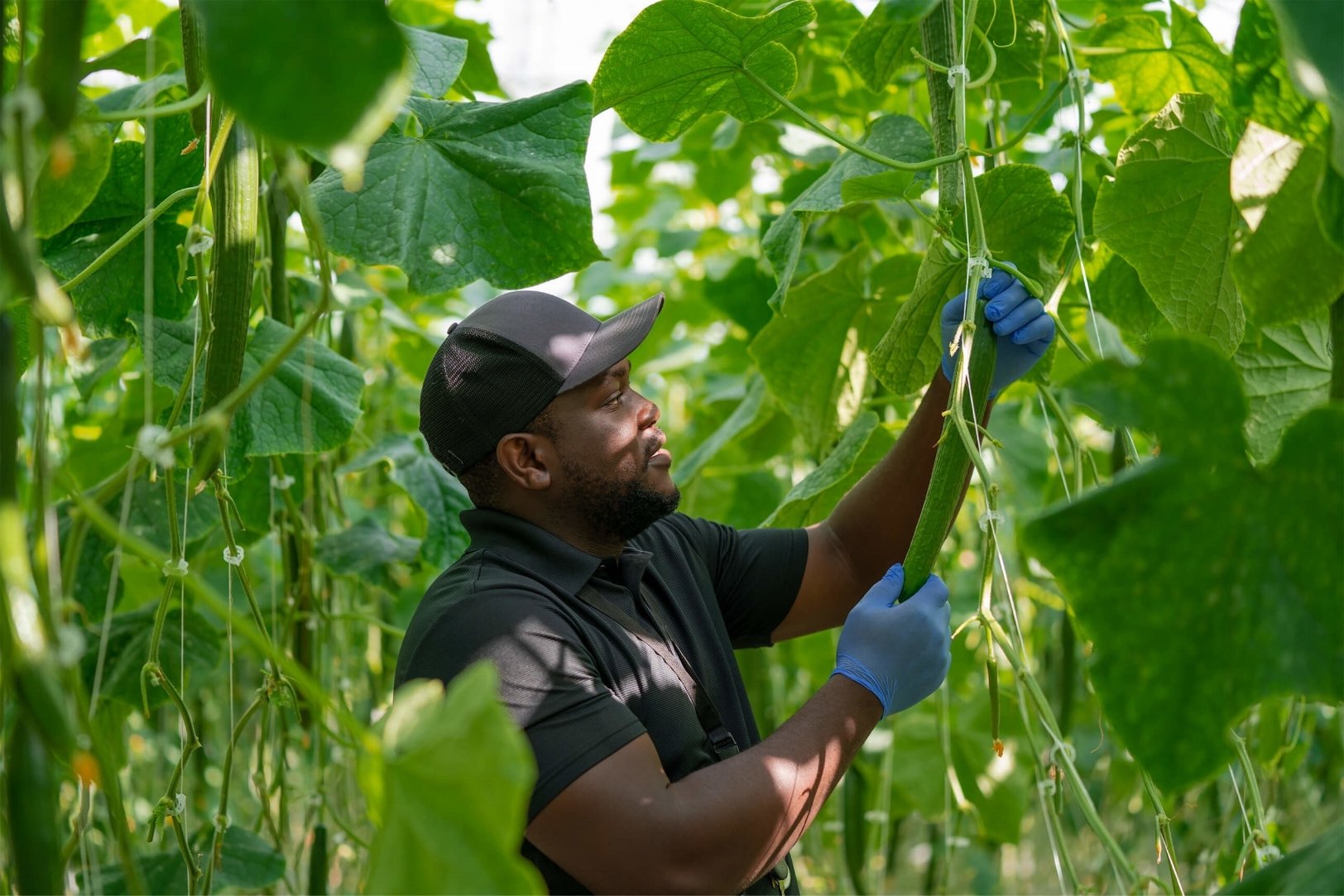 pic-farmer-picking-cucumbers-on-farm-1624x1083