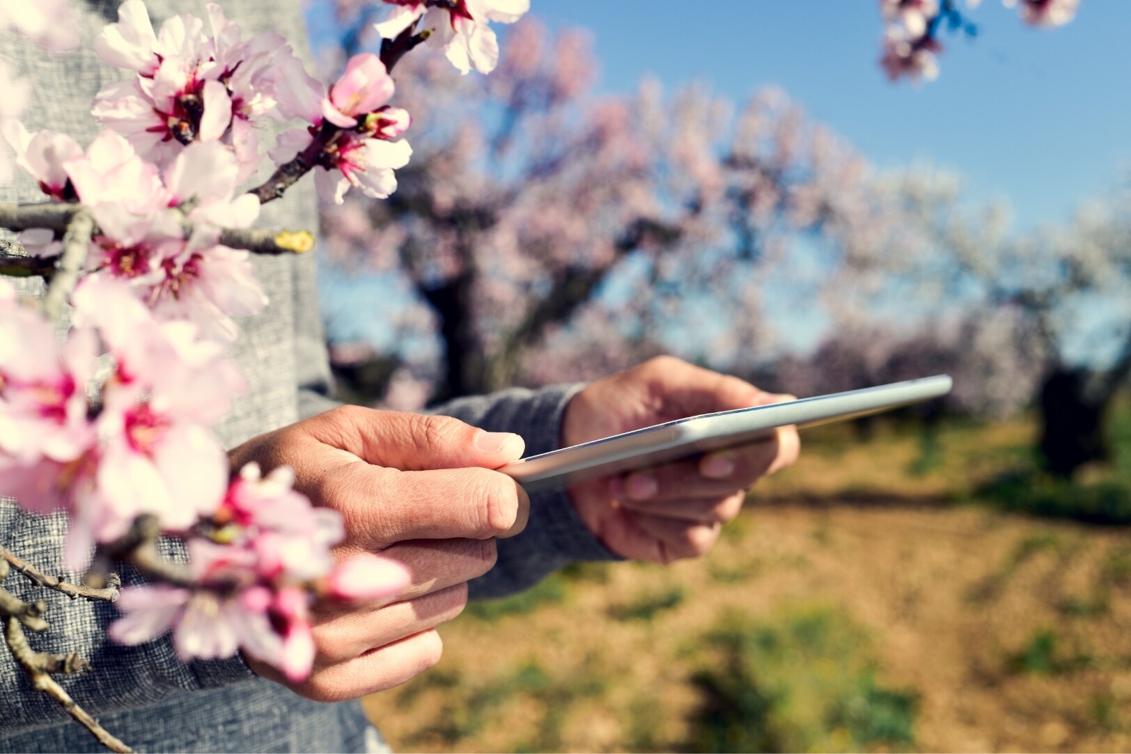 pic-man-with-a-tablet-computer-in-pink-flowers-1624x1083-1